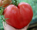 Anna Russian Tomato Seeds - 10+ Heirloom Organic NON-GMO - Rare Variety for Home Gardening - Solanum lycopersicum