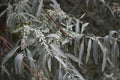 Russian Olive Tree 25 Seeds - Elaeagnus angustifolia - Hardy Perennial Plant - Drought Tolerant, Fragrant Foliage