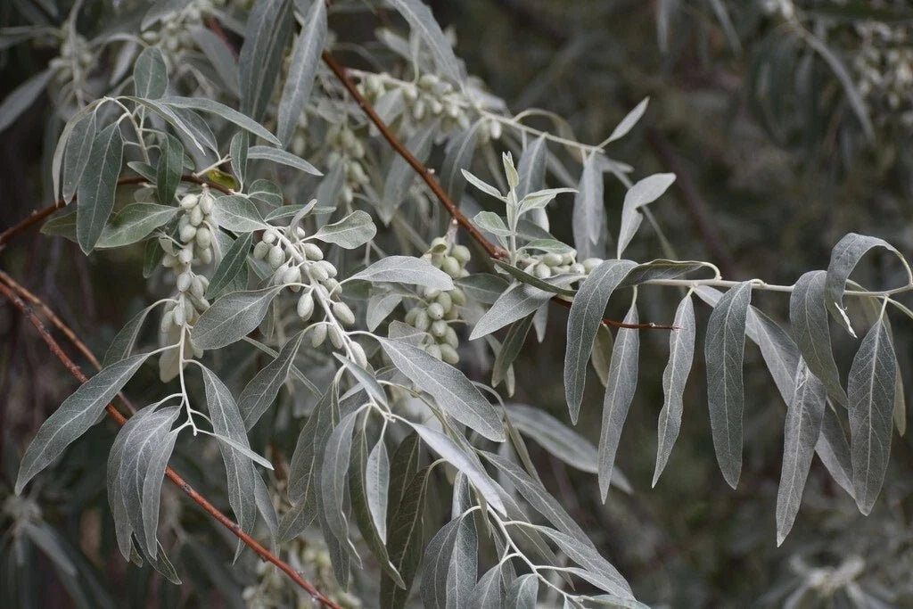 Russian Olive Tree 25 Seeds - Elaeagnus angustifolia - Hardy Perennial Plant - Drought Tolerant, Fragrant Foliage