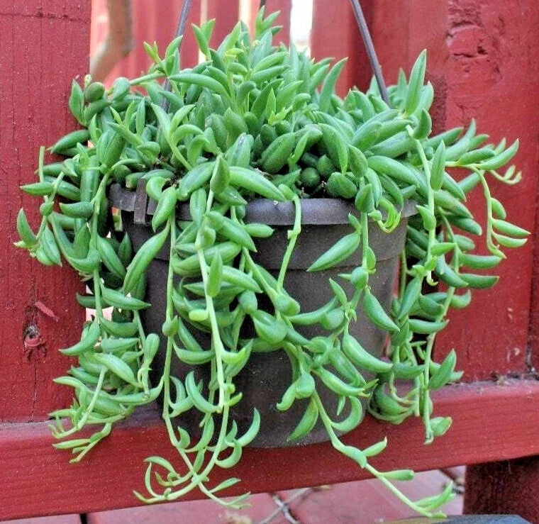 String of Bananas Cuttings 6" Long - Senecio Radicans - Unrooted - Easy Care Succulent Plant