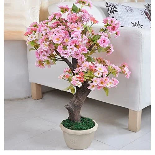 50+ Rare Cherry Blossom Seeds for Planting - Dwarf Pink Sakura Weeping Cherry (Prunus serrulata)