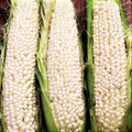 Country Gentleman Sweet White Corn Seeds | Heirloom Shoepeg Variety | Zea mays