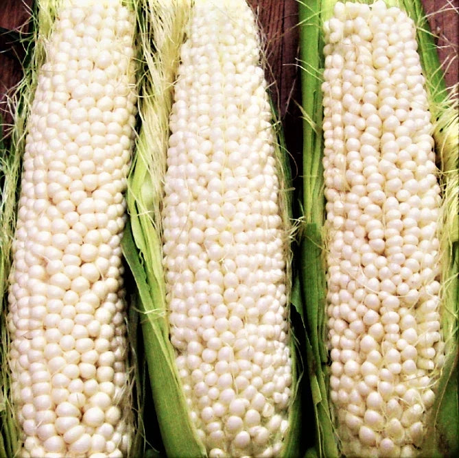 Country Gentleman Sweet White Corn Seeds | Heirloom Shoepeg Variety | Zea mays