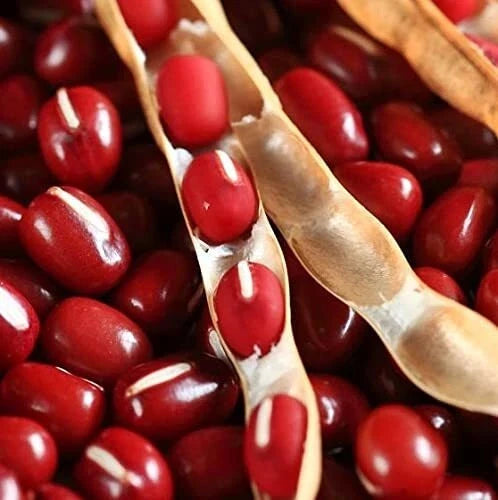 Adzuki Bean Seeds - Non-GMO Sprouting Seeds for Microgreens - Organic Edible Sprouts, Vigna angularis