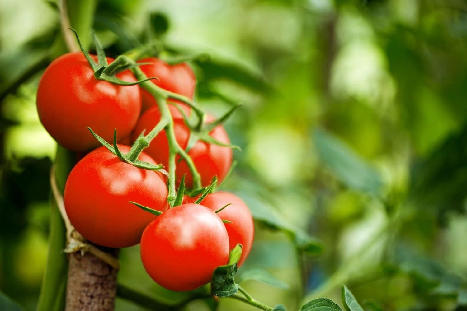 Moneymaker Tomato Seeds - Heirloom, Non-GMO, Old Reliable Variety - Solanum lycopersicum - Free Shipping