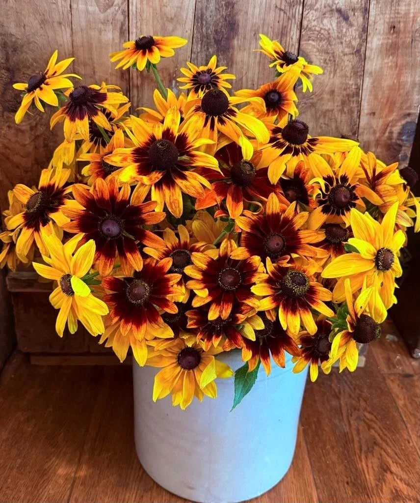 Gloriosa Daisy Seeds - 1000 Heirloom Non-GMO Rudbeckia Hirta Perennial Flower Seeds for Native Gardens