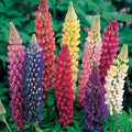Russell Lupine Seeds - LANDSCAPER'S PACK BULK - 250 Non-GMO Perennial Seeds for Fall Planting - Lupinus polyphyllus