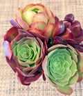 Aeonium Cuttings Quartet - 4" Diameter - Varied Succulent Plants (Aeonium spp.)