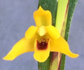 Maxillaria tenuifolia 'Yamada' Orchid Plant 2.5" Pot Rooted