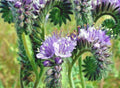 Lacy Phacelia Seeds - 1000+ Native Wildflower for Pollinators, Drought and Heat Tolerance, Excellent Cover Crop