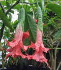 10 Angel Trumpet Seeds - Summer Rose Brugmansia Datura 668 - Exotic Flower Seeds for Garden Enthusiasts