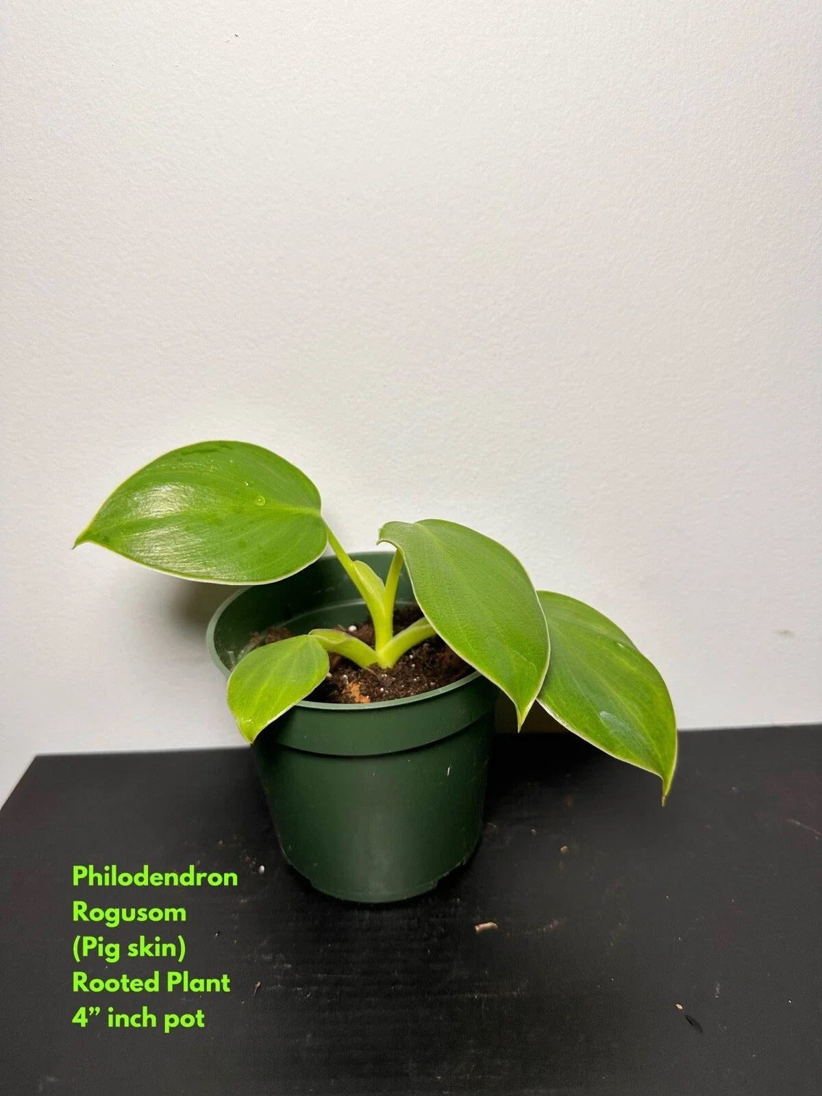 Philodendron Rogusom Top Cutting | Pig Skin Variety | Rooted Plant - Ideal for Indoor Gardening