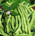 Tendergreen Improved Green Bush Bean Seeds - Stringless, Heavy Producer - 15+ Seeds - USA