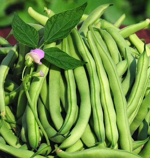 Tendergreen Improved Green Bush Bean Seeds - Stringless, Heavy Producer - 15+ Seeds - USA