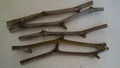 Jujube Tree Cuttings 5 Pcs Georgia 866 & Lang Variety Chinese Date Ziziphus jujuba