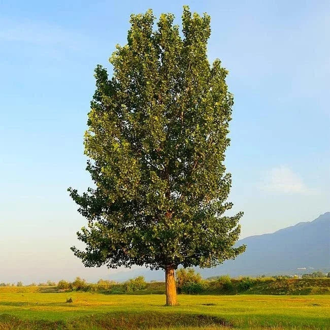 Hybrid Poplar Trees - 4 Pack - Fast Growing Privacy & Shade Trees - Populus deltoides x Populus nigra