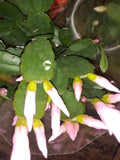Light Pink Easter Cactus Cutting - Opuntia spp. - Perfect for Propagation or Indoor Gardening