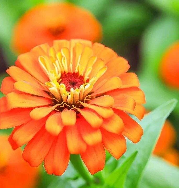 Orange King Zinnia Seeds - 200 Count- Hummingbird & Butterfly Attracting - Zinnia elegans
