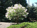 Early White Lilac Seeds - 50+ Seeds - Highly Prized for Bonsai - Syringa vulgaris