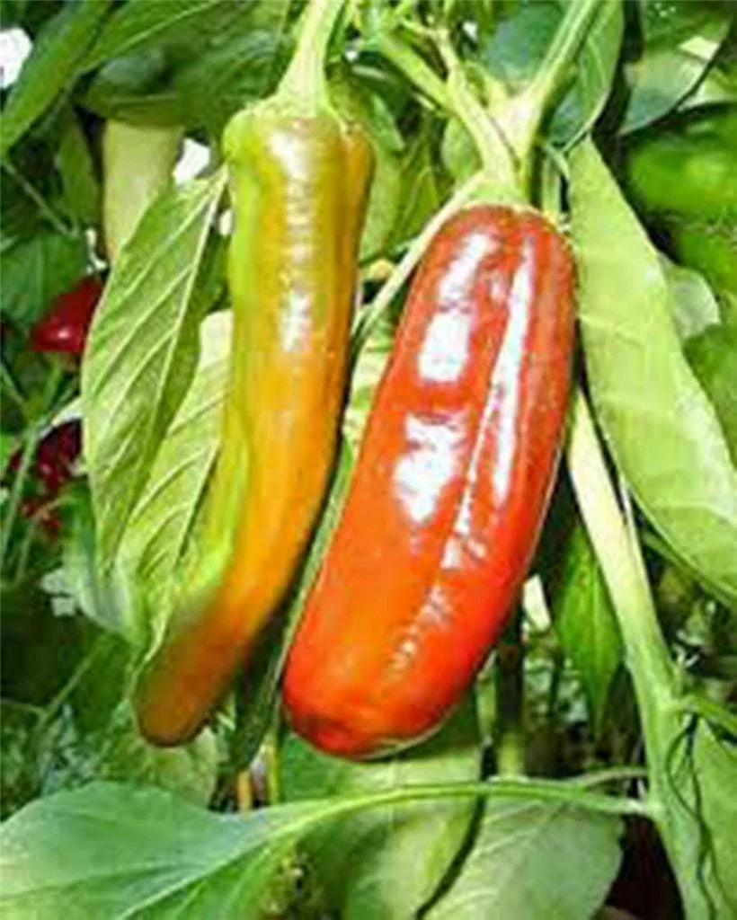 Anaheim Pepper Seeds, 100 Heirloom Seeds, Mildly Spicy, Non-GMO, Capsicum annuum