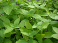 Lemon Basil Seeds - Fresh Basil Seed Variety - Ocimum basilicum 'Citriodorum'