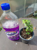 Portulaca Afra Good Luck Jade Tree Bonsai Elephant Bush Plant in 8 oz Pot - Succulent Indoor Plant