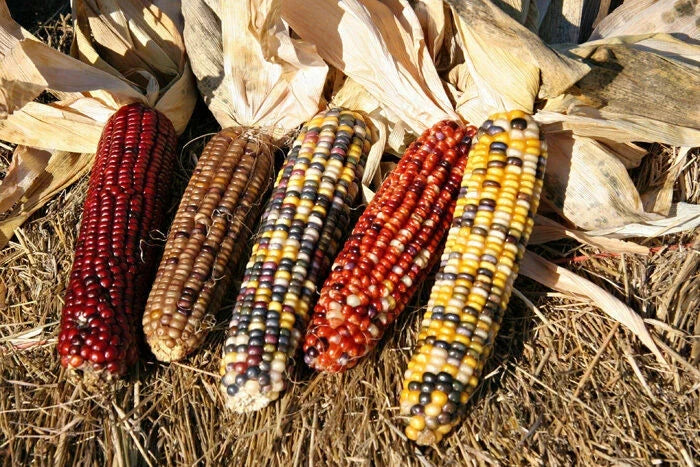 Ornamental Corn Seed - Fiesta Variety - Fresh Seeds - Zea mays "Fiesta" - Ideal for Fall Decor
