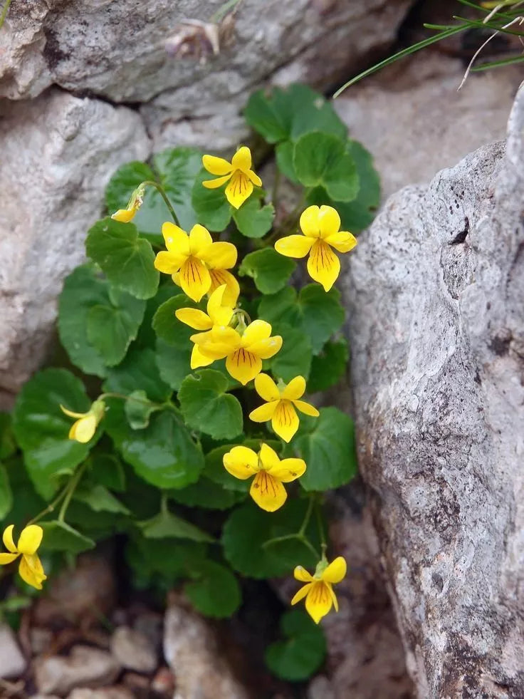 Yellow Violets Bare-root | Viola Rotundifolia | Missouri All-yellow Flower | Heart-shaped Leaves | Blooms March-May