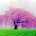 Weeping Sakura Cherry Blossom Tree Seeds - Fast Growing Hardy (Prunus serrulata 'Pendula')