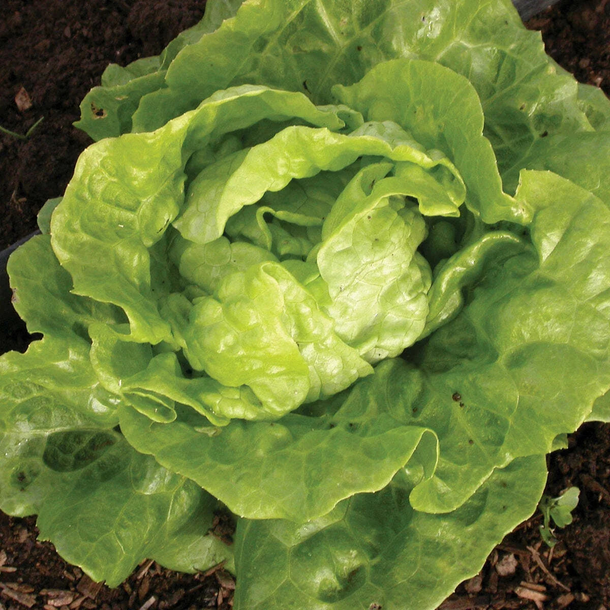 Tom Thumb Lettuce Seeds - 600+ Non-GMO Vegetable Seeds - Lactuca Sativa - USA Grown, Free Shipping