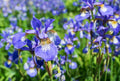 Siberian Iris Starter Plant - Well Rooted, Frilly Flowers - Iris sibirica - Early Season Color for Gardens