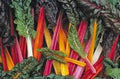 Swiss Chard Seeds, 500 Heirloom Rainbow Seeds, Non-GMO, Beta vulgaris subsp. cicla
