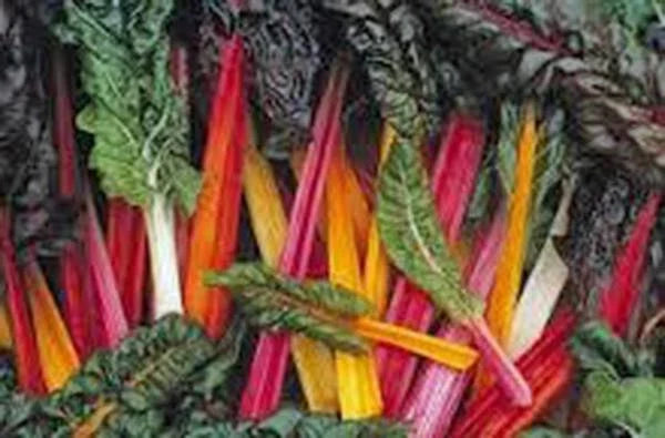 Swiss Chard Seeds, 500 Heirloom Rainbow Seeds, Non-GMO, Beta vulgaris subsp. cicla