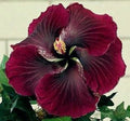 Dark Red Black Hibiscus Seeds - 20 Perennial Flower Seeds - Hibiscus acetosella