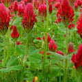 Crimson Clover Seeds | NON-GMO Cover Crop | Heirloom Garden Seeds | Trifolium incarnatum