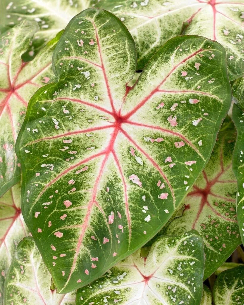 Galaxy Caladium Bulbs - Colorful Foliage - 10 Bulbs per Pack - Caladium hortulanum