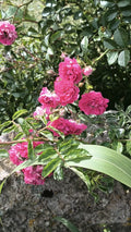 8 Cuttings Pink Seven Sisters Roses, Heirloom Climbing, 6 Inch, No Roots, Rosa 'Seven Sisters'
