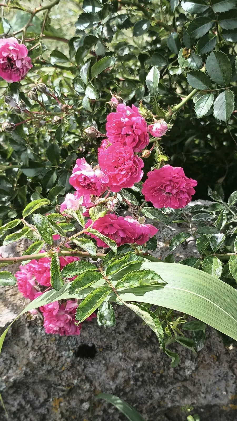 8 Cuttings Pink Seven Sisters Roses, Heirloom Climbing, 6 Inch, No Roots, Rosa 'Seven Sisters'