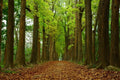 Rich Mahogany Tree Seeds - 5 Pack - Swietenia macrophylla - Premium Quality for Planting and Sustainable Lumber