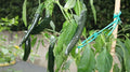 Pasilla Bajio Pepper Seeds - Mildly Hot & Sweet - Slender 8-14 Inch - Unique Variety - Capsicum annuum