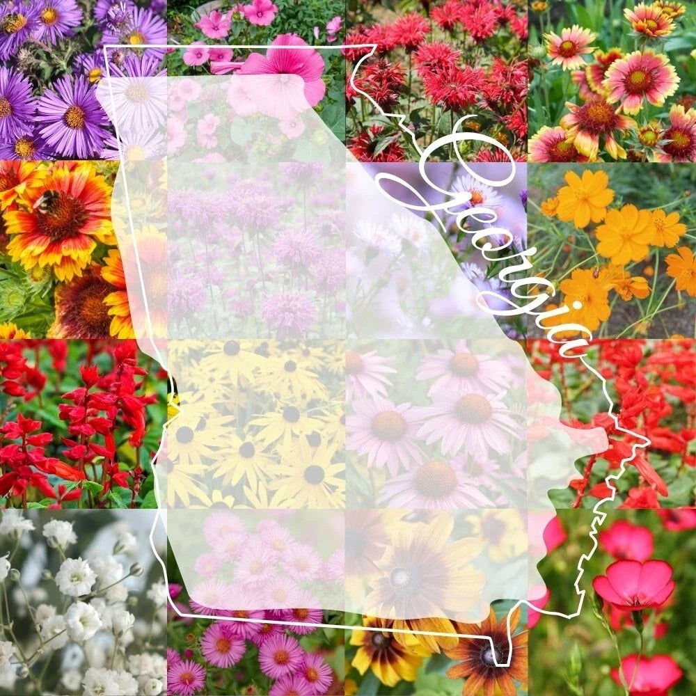 Georgia Wildflower Seed Mix 1/2LB - Colorful Blooms for 2,000 sq ft - Native Flower Blend