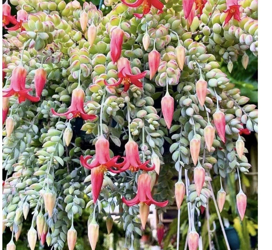 Cotyledon Pendens Succulent with Pink Flowers, Naked Root Plant, No Pot, Unique Indoor Decor