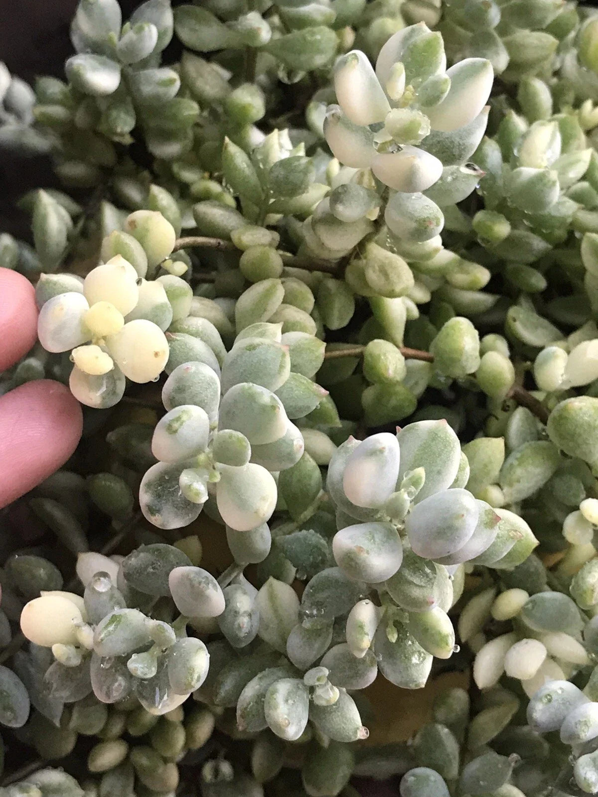 Echeveria Cuttings 4” Variegated Cotyledon Pendens Rare Succulent Plant