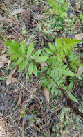 Netted Chain Fern Live Bundle 3-Pack - Rare Shade Plant Woodwardia areolata