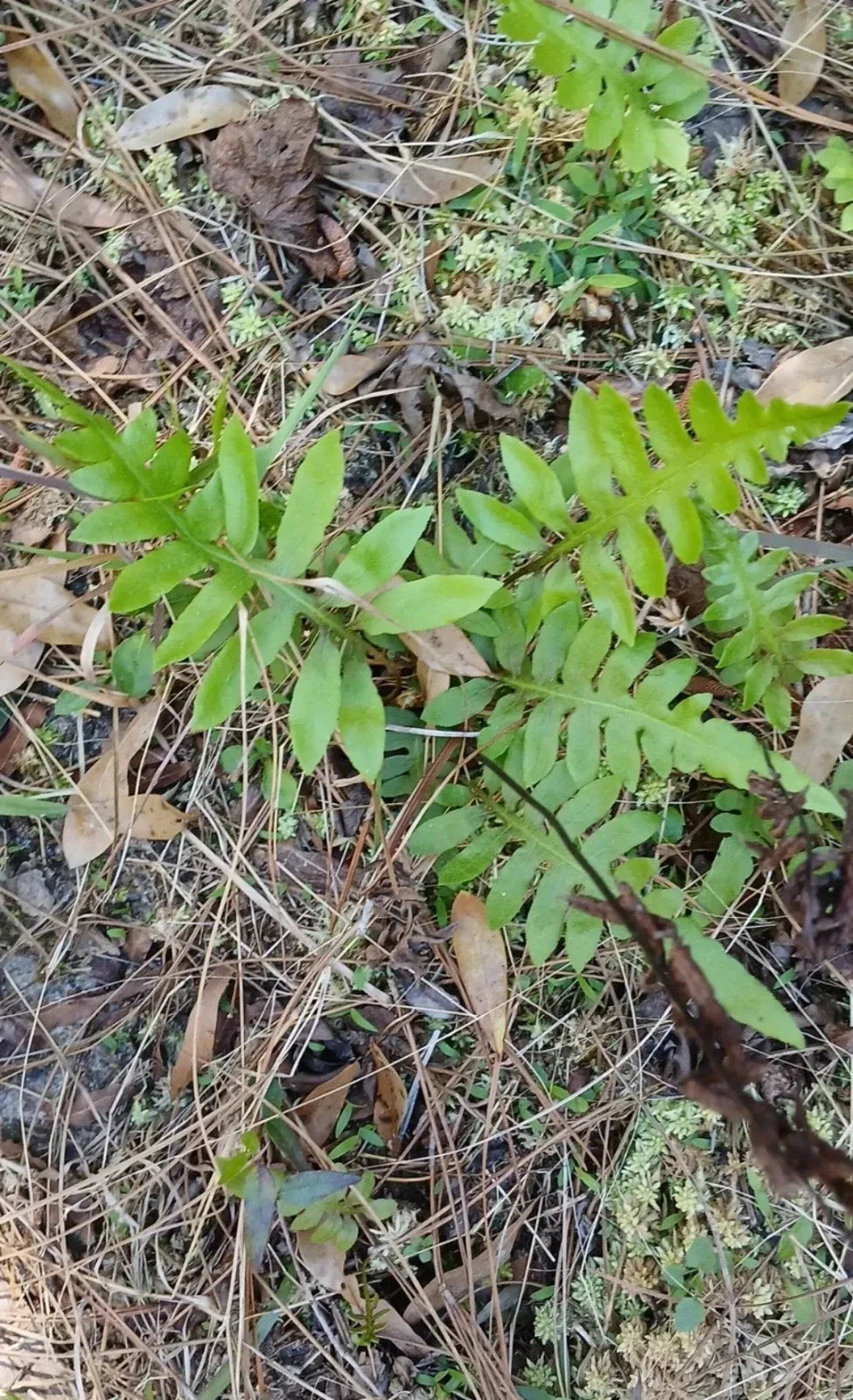 Netted Chain Fern Live Bundle 3-Pack - Rare Shade Plant Woodwardia areolata