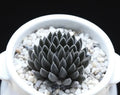 Rare Succulent Seeds - 100Pcs Pack - Sinocrassula Yunnanensis - Unique Plant Variety for Collectors