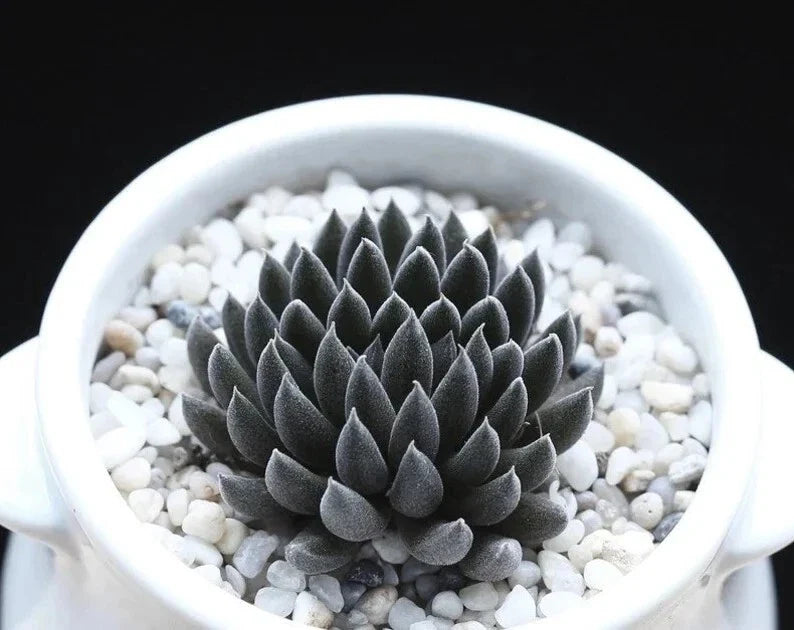 Rare Succulent Seeds - 100Pcs Pack - Sinocrassula Yunnanensis - Unique Plant Variety for Collectors