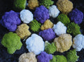 Rainbow Blend Cauliflower & Broccoli Seeds - Mixed Colors - 150 Seeds - Healthful Vegetable Garden Variety