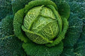 Savoy Perfection Cabbage Seeds - 500+ Heirloom Non-GMO Fresh Seeds - Brassica oleracea