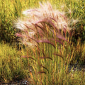 Squirrel Tail Grass Seeds - Foxtail Barley Bobtail - 2025 Planting - Ideal for Erosion Control - Native Grass Seeds